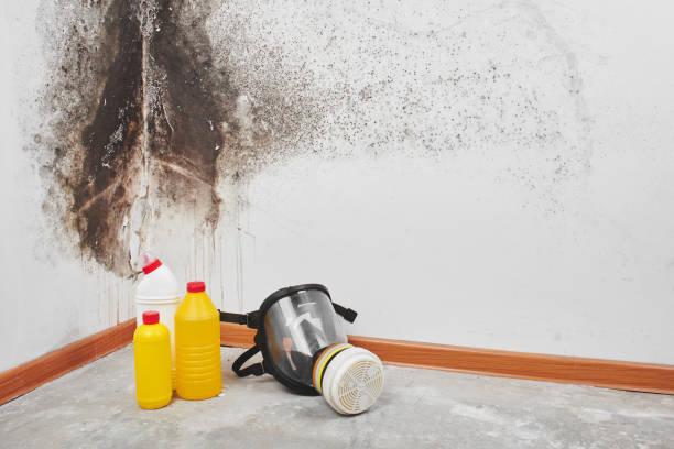 Best Attic Mold Removal  in Pines Lake, NJ