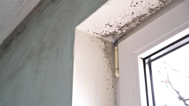 Mold Testing and Removal in Pines Lake, NJ