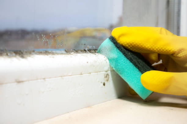 Mold Removal Process in Pines Lake, NJ